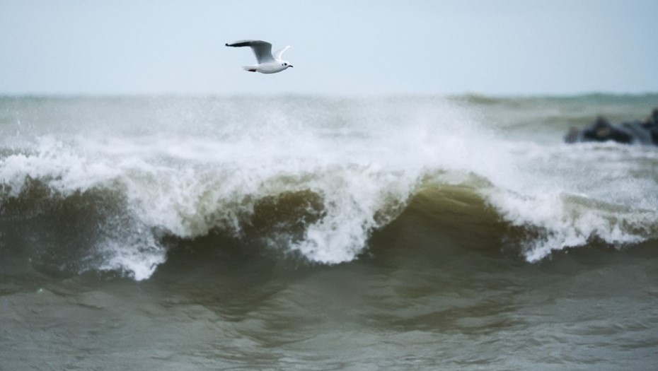    Чайка парит над морскими волнами во время шторма, фото для иллюстрации. Автор фото: Сергей Мальгавко / ТАСС