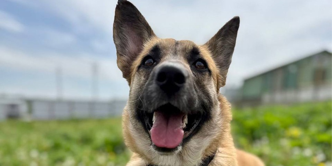 В Зеленограде в лесу нашли собаку, привязанную к дереву