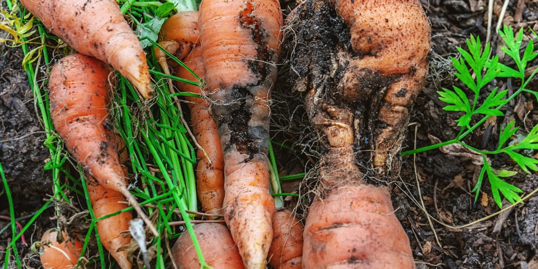 Ее личинки грызут черные дыры в моркови. Как бороться с морковной мухой