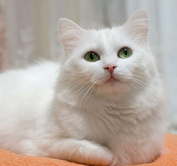 Ваш белоснежный король ждет своего идеального имени