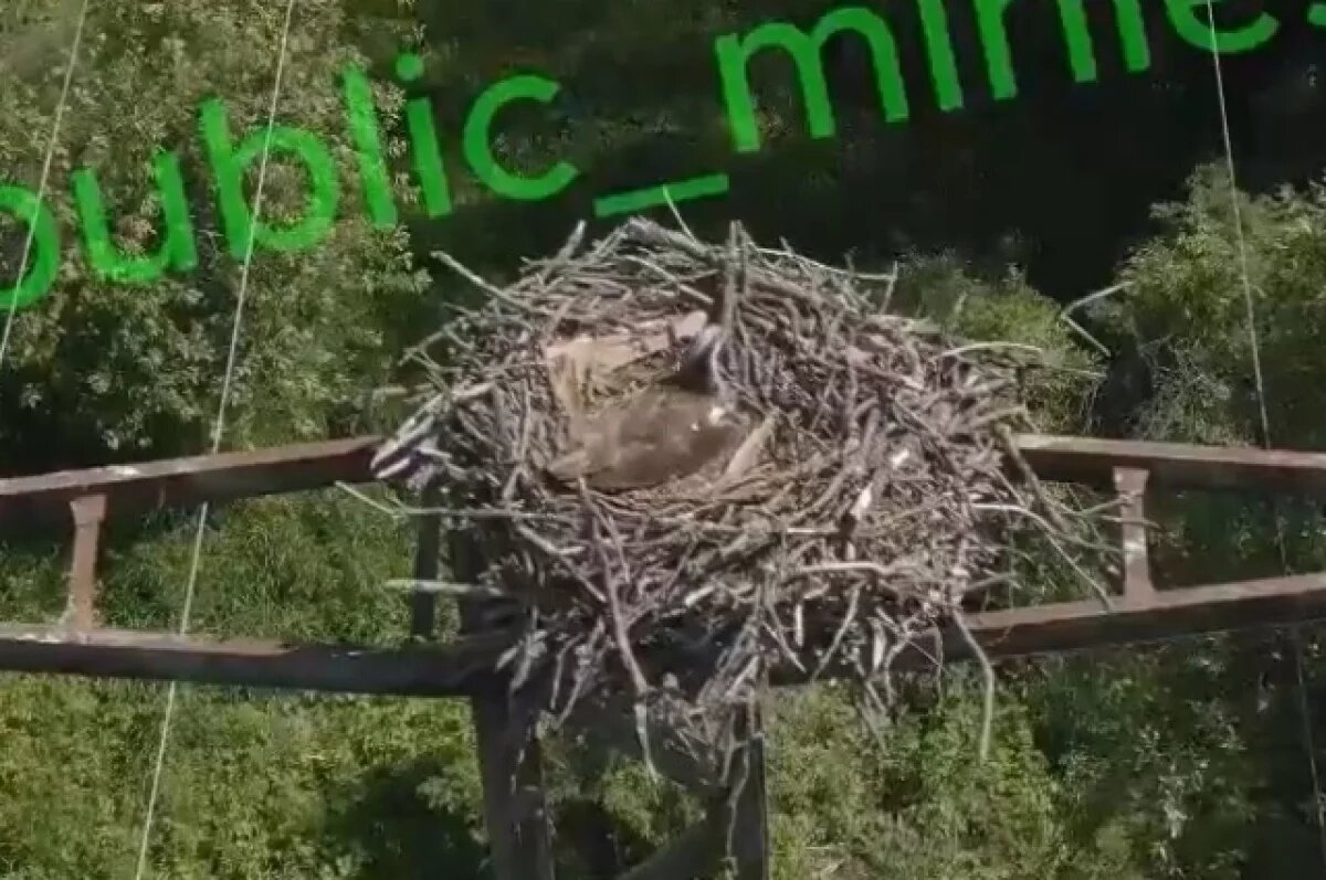    В Пензенской области зафиксировано место гнездования скопы