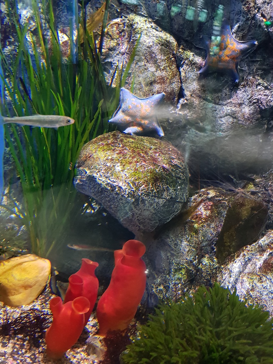 Фото автора из океанариума Владивостока. 