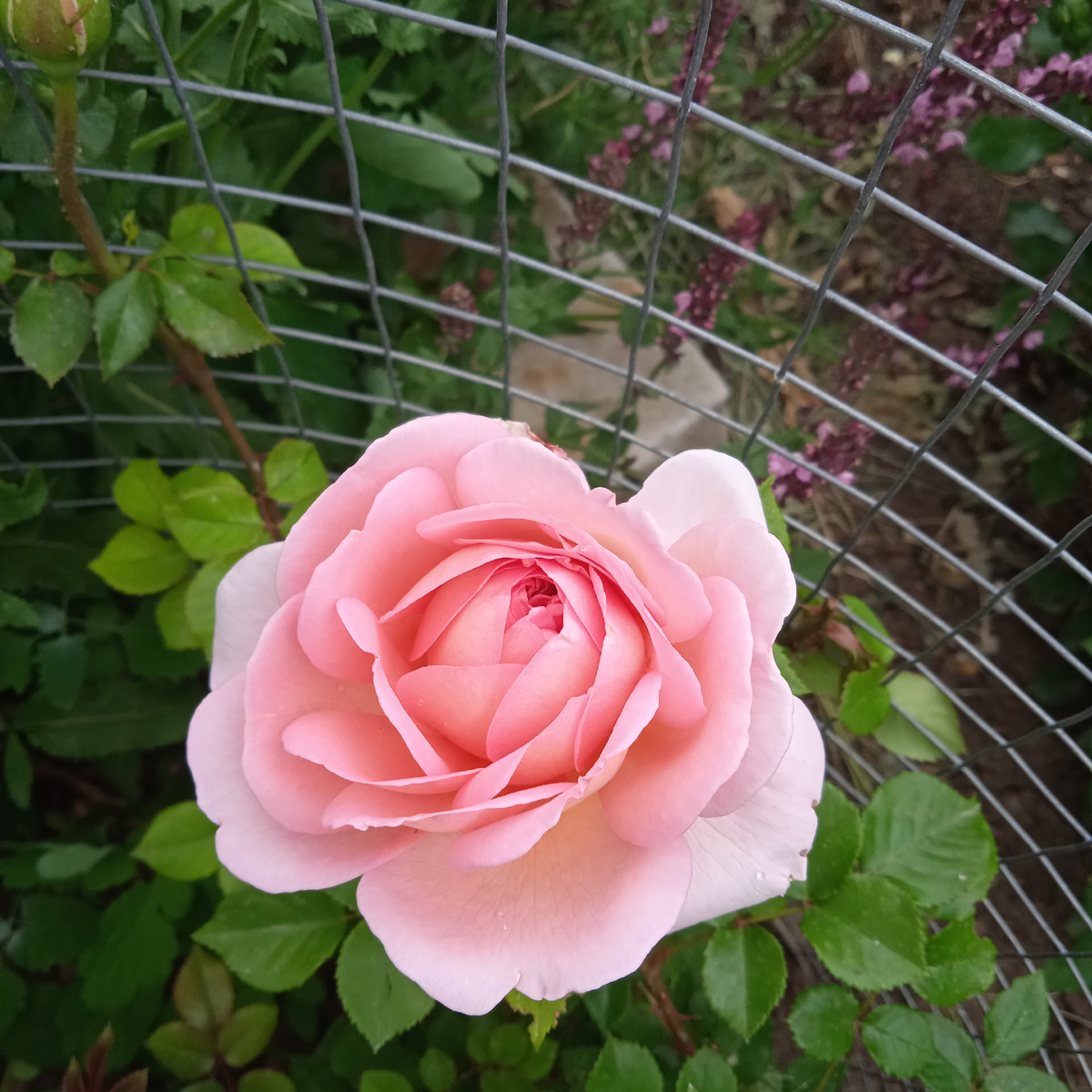 Алан Титчмарш