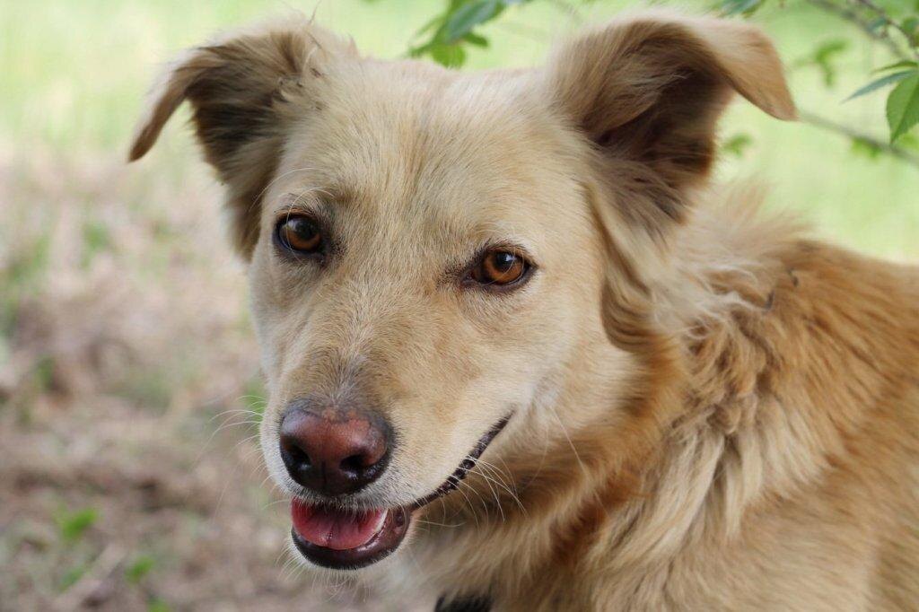 5 место. Дворняжка, очень легко привязывается к человеку, очень не плохой охранник, участвует в  различных задачах, выступает в цирке. 