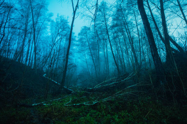 Фото из интернета