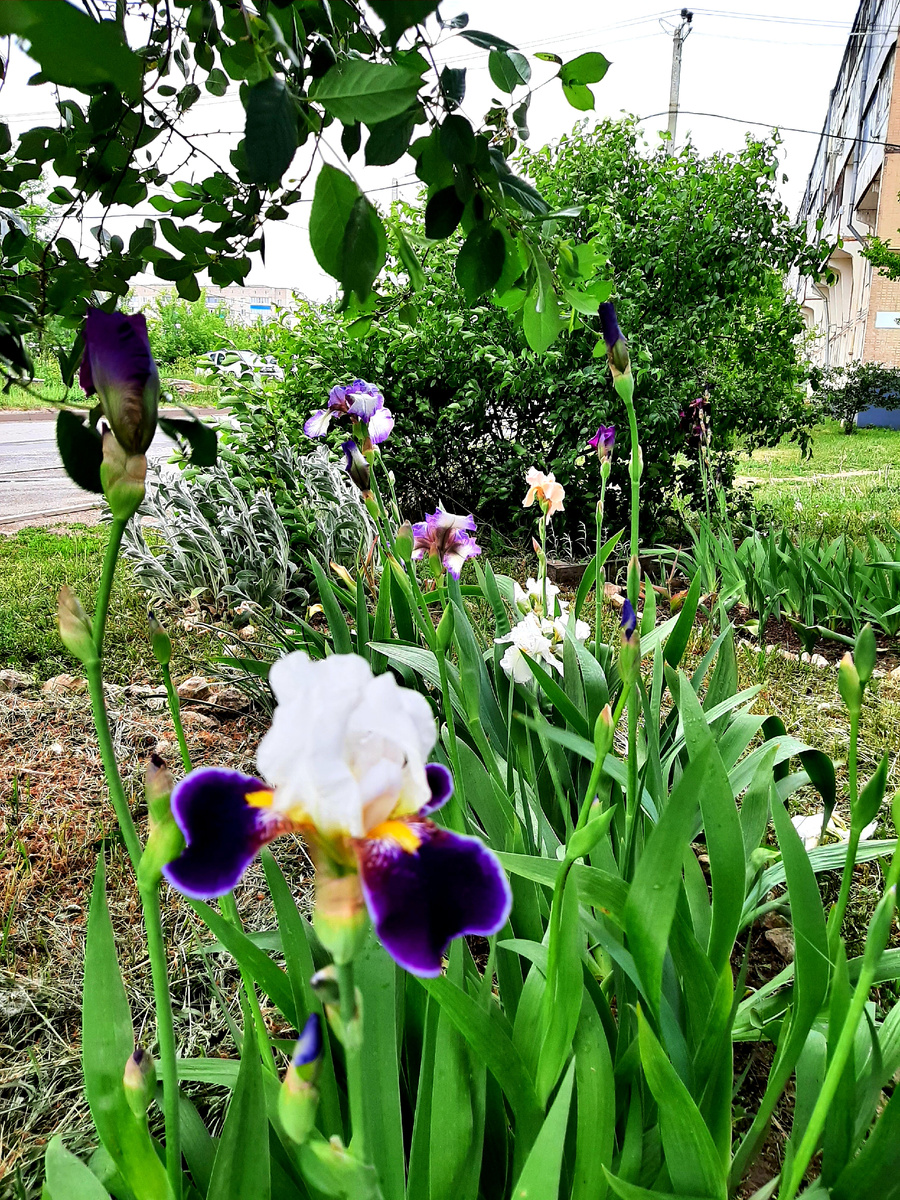 Мценск в зелёном наряде (ирисы цветут).