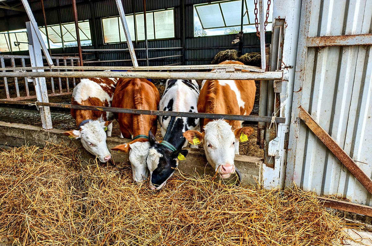    Светлана Парфенова