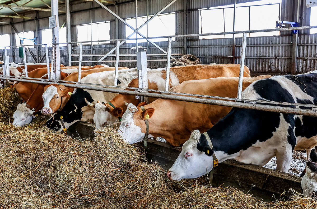    Светлана Парфенова