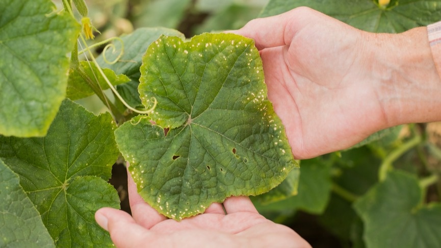 Корректирую желтые края листьев огурцов домашним составом за 4 дня. Дачник-сосед поделился после долгих лет экспериментов