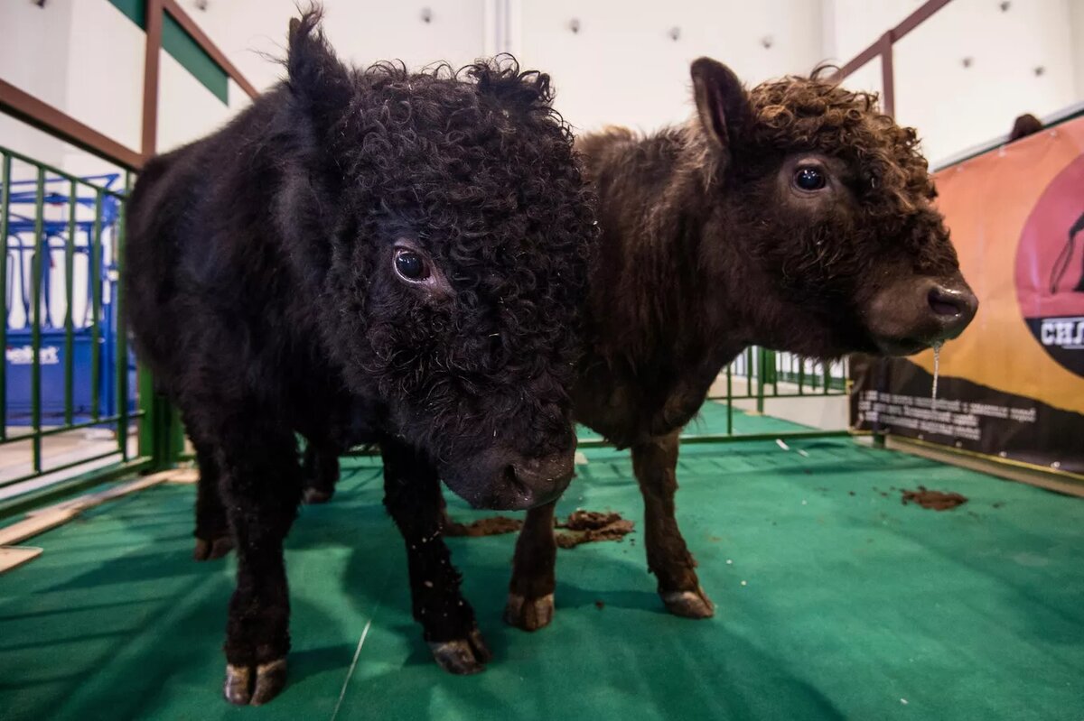 © Sputnik / Евгения Новоженина