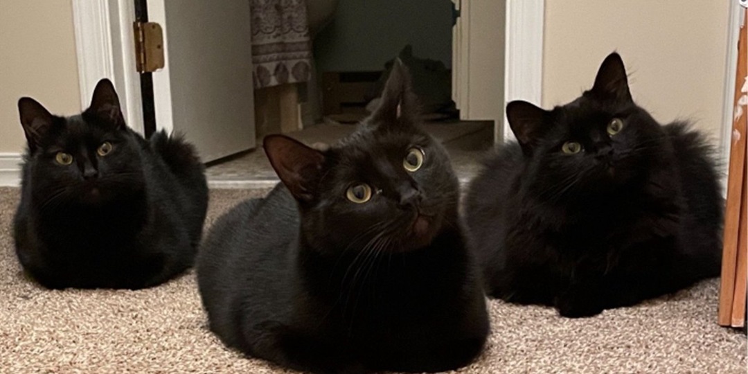 Только посмотрите: котята выросли точными копиями своей мамы