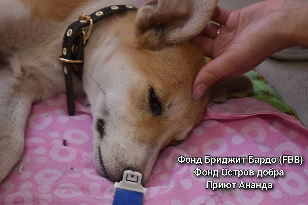 Собачка отдыхает после наркоза, её поддерживает студентка вет.факультета