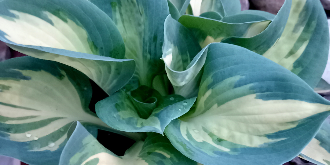 Очаровашки в горшках. Самые красивые хосты нашего сада