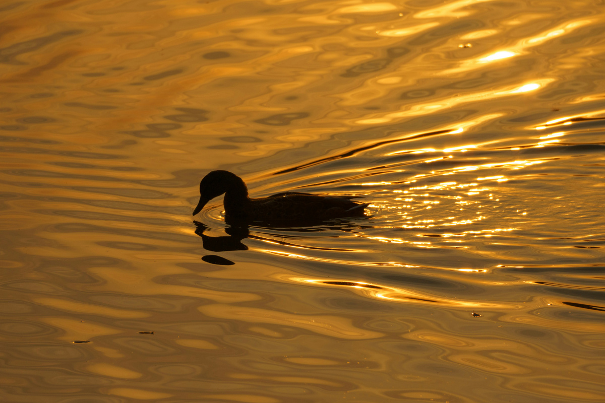 Ördek ağır ağır yüzüyor ...