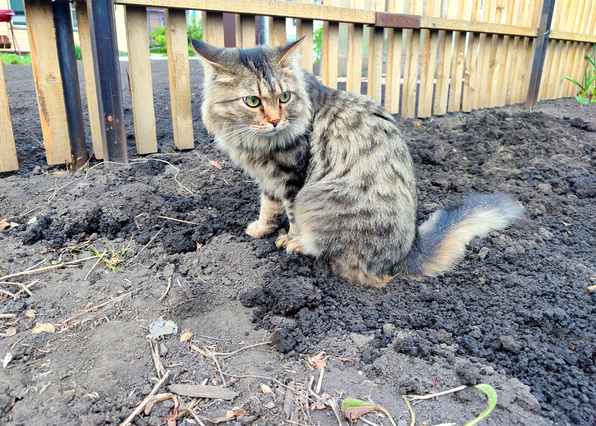 Кот Мася: Ксень, в смысле, Паша вскопал эту землю не для того, чтобы я сидел в ней задом? Глупости давай не говори!