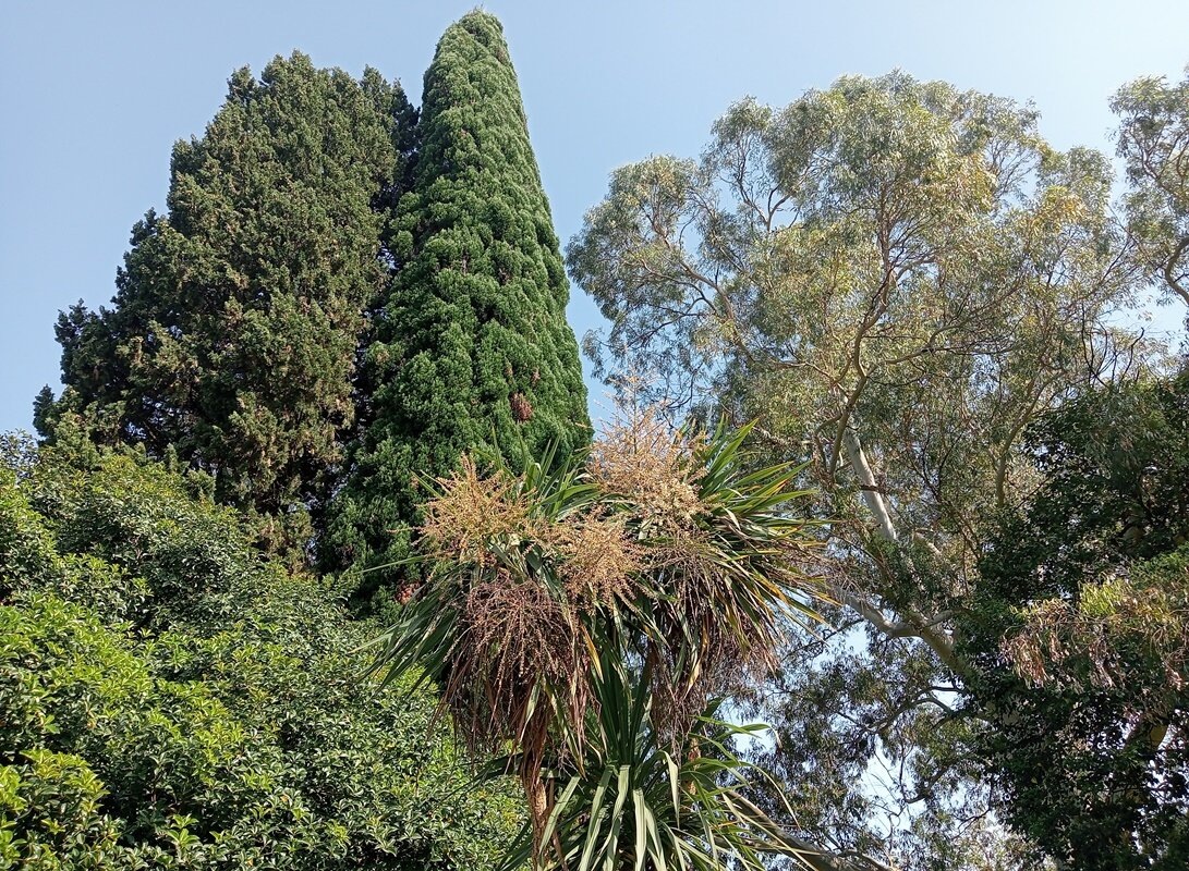 Сухум-2024. природа в районе набережной Махаджиров фото автора