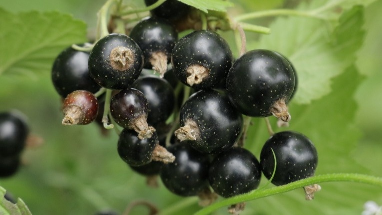 Мой урожай черной смородины после применения двух натуральных составов