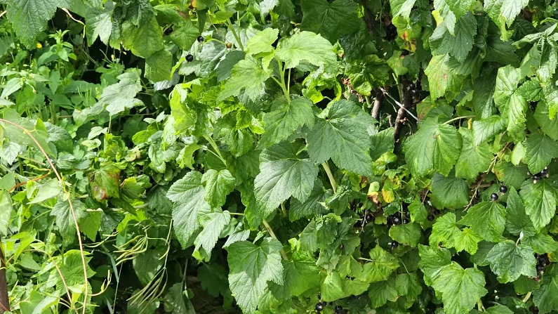 Результат неправильной подкормки - много листьев, мало урожая