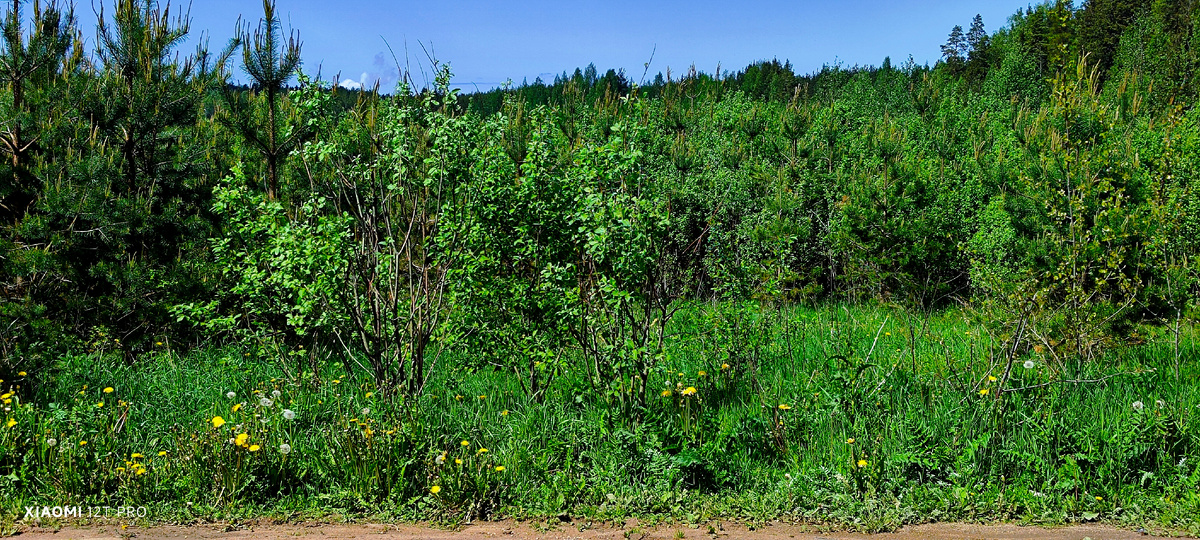Сосновый лесок.