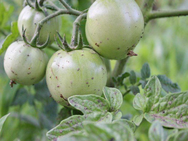 здесь помидоры немного запачканы и поэтому черная мошка не так видна