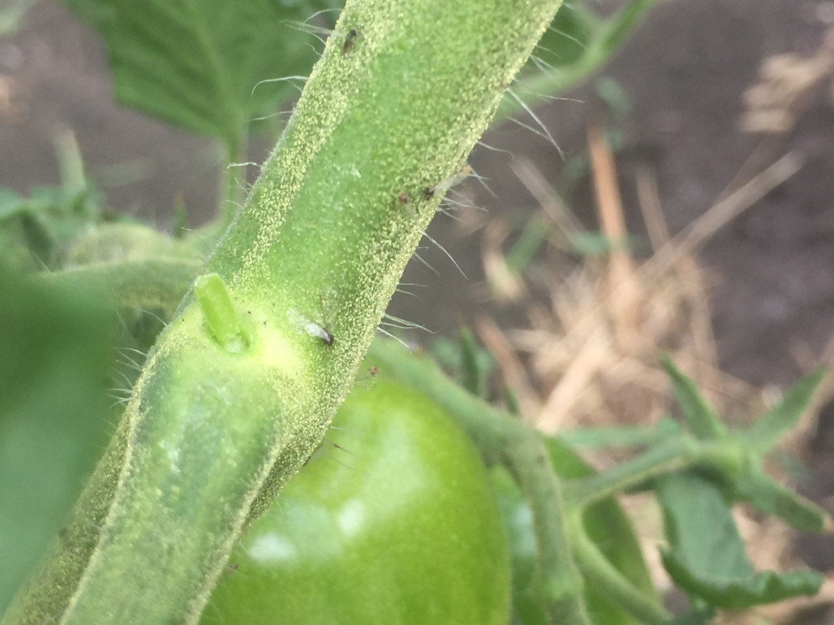 приблизила как смогла фото этих черных мошек на помидорах