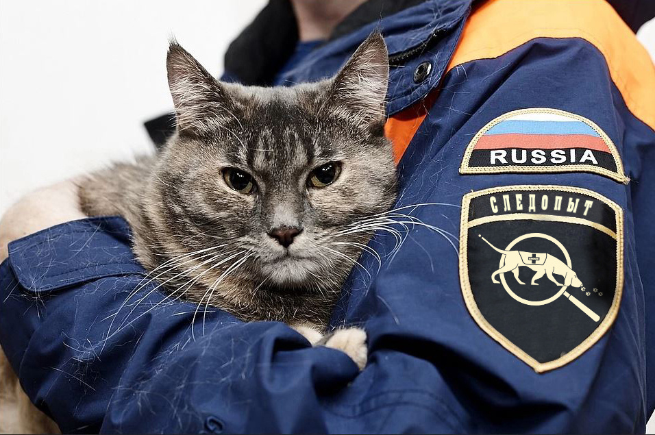 Дедовск пропавшие животные и помощь в поиске в городе Дедовск