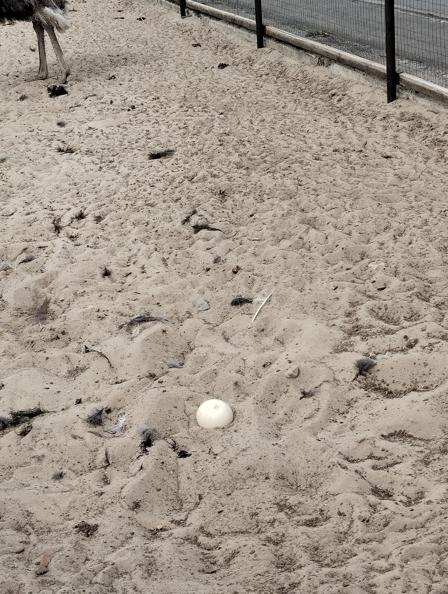 Страусиное яйцо. 🥚