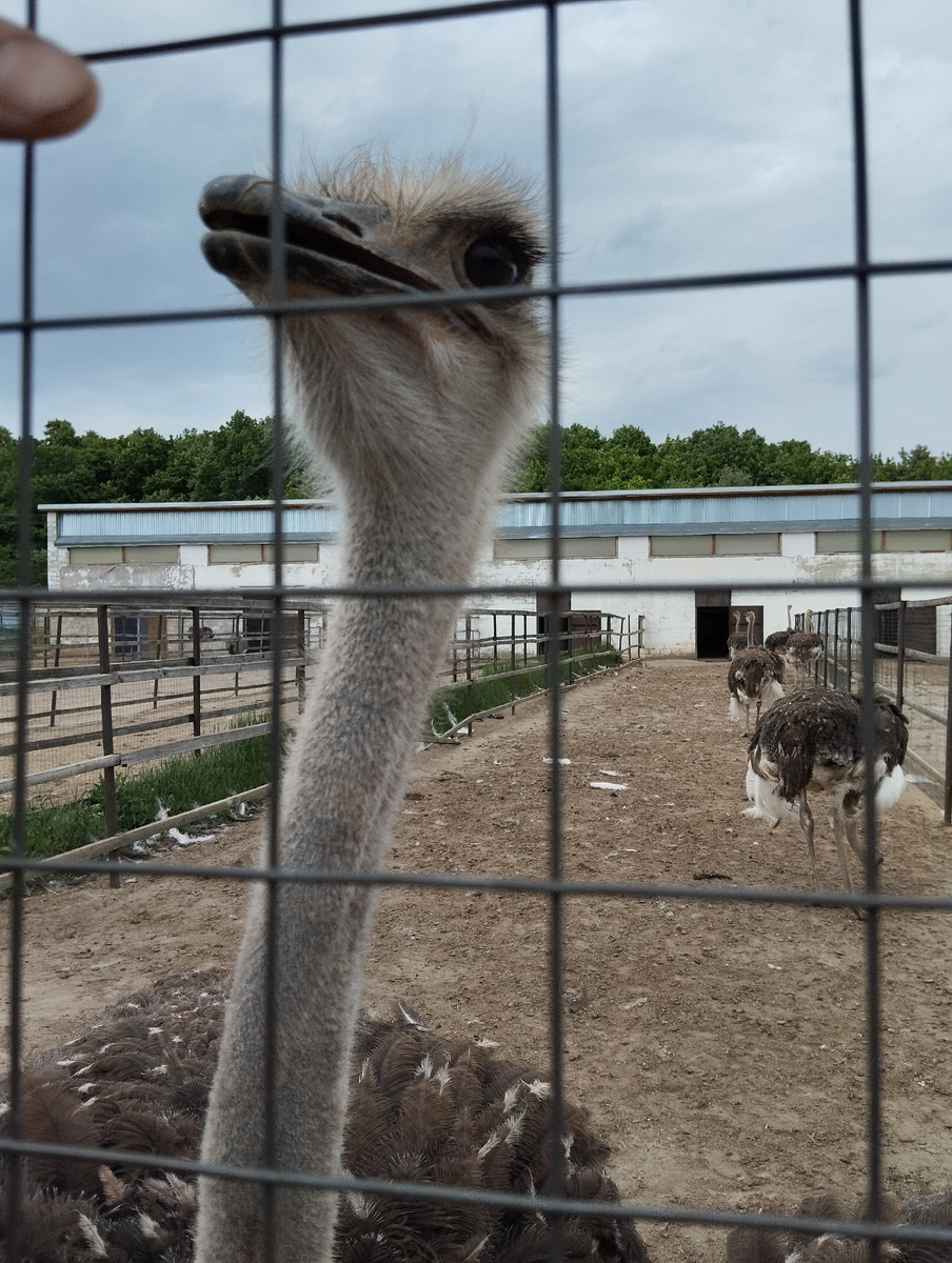 Веселые страусы)