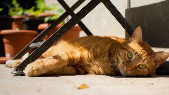 Фото из Интернета.