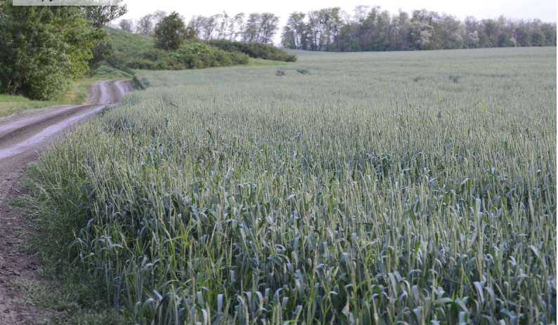 Фото автора. Май 2025. Озимое поле агрофирмы.