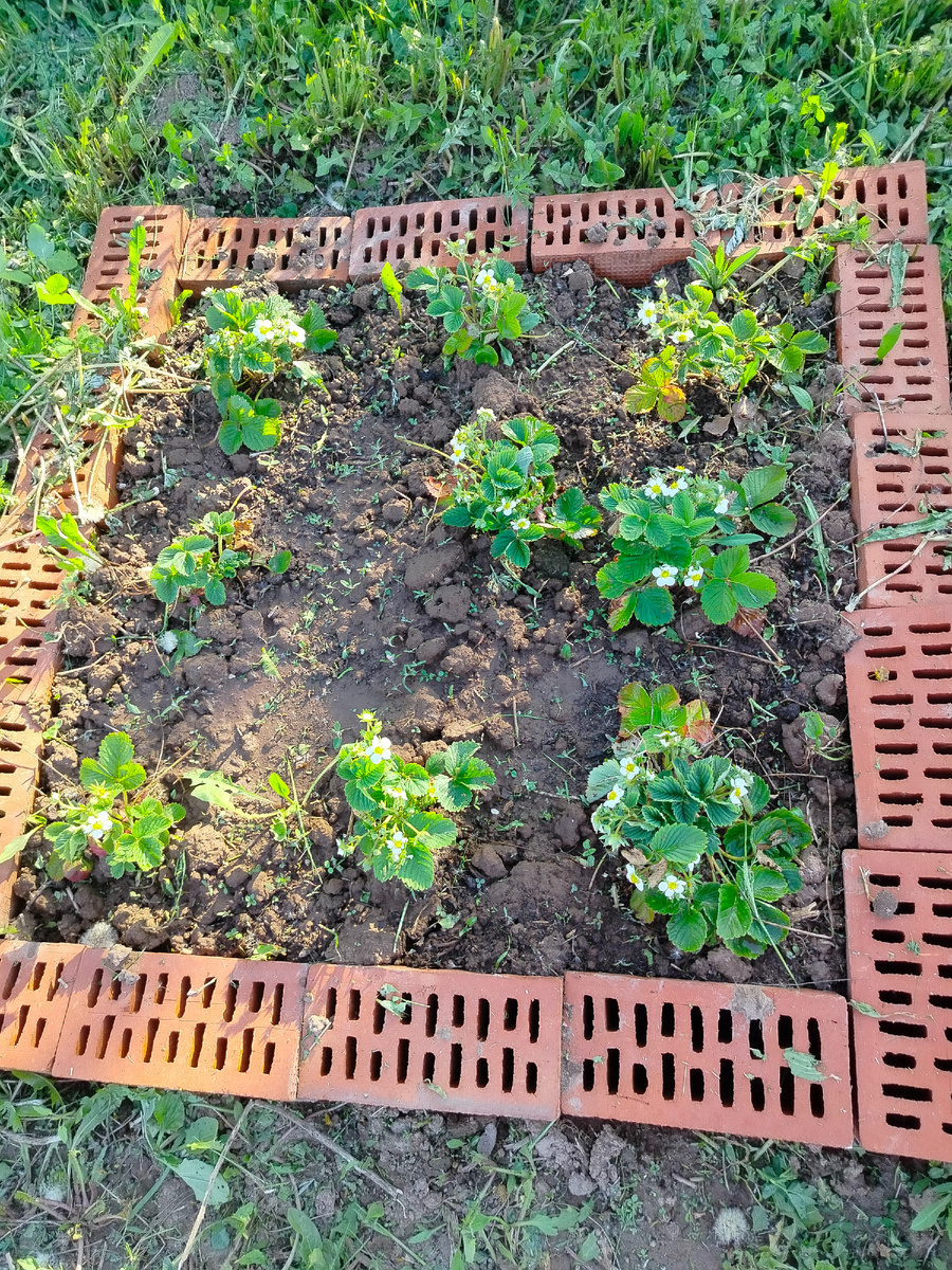 В этом году клубника решила поцвести.