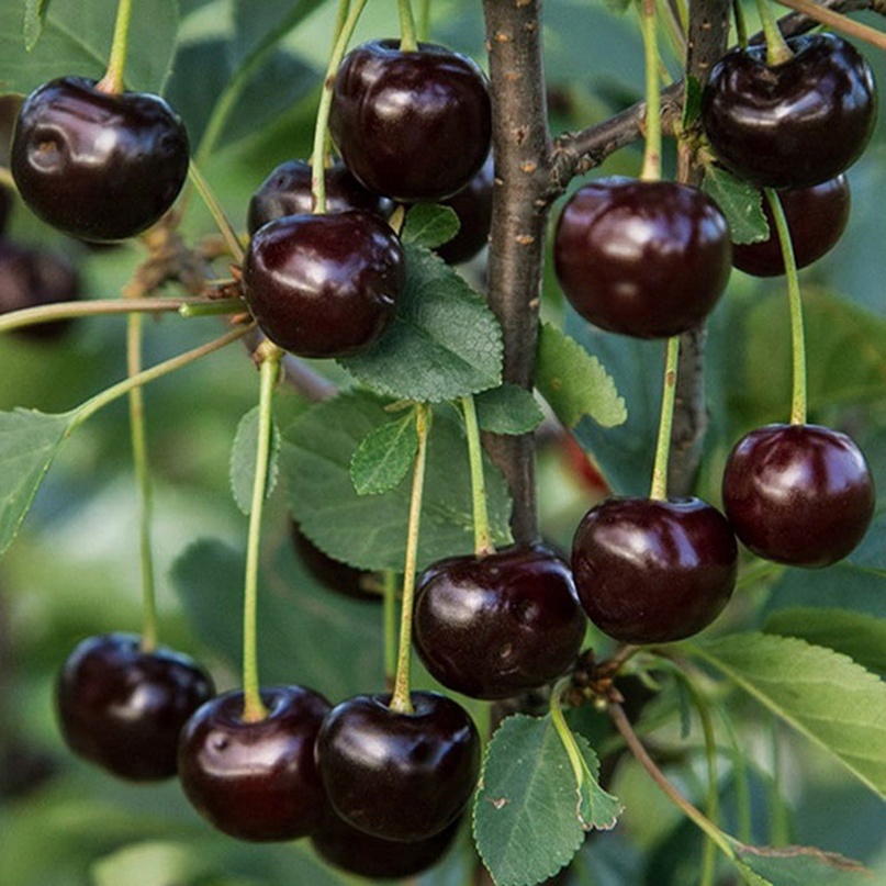 Какая красивая черешня!