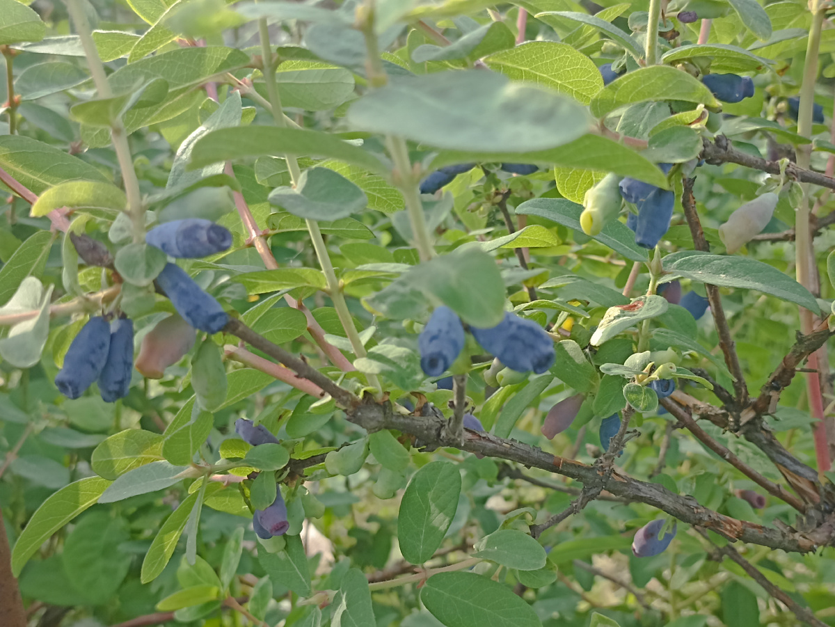 Первые созревшие ягоды жимолоти съедобной. Фото автора