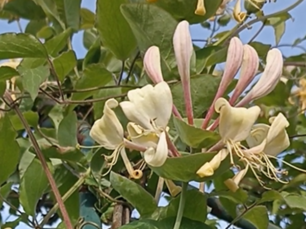 Цветет жимолость Каприфоль (ягоды ядовитые). Фото автора