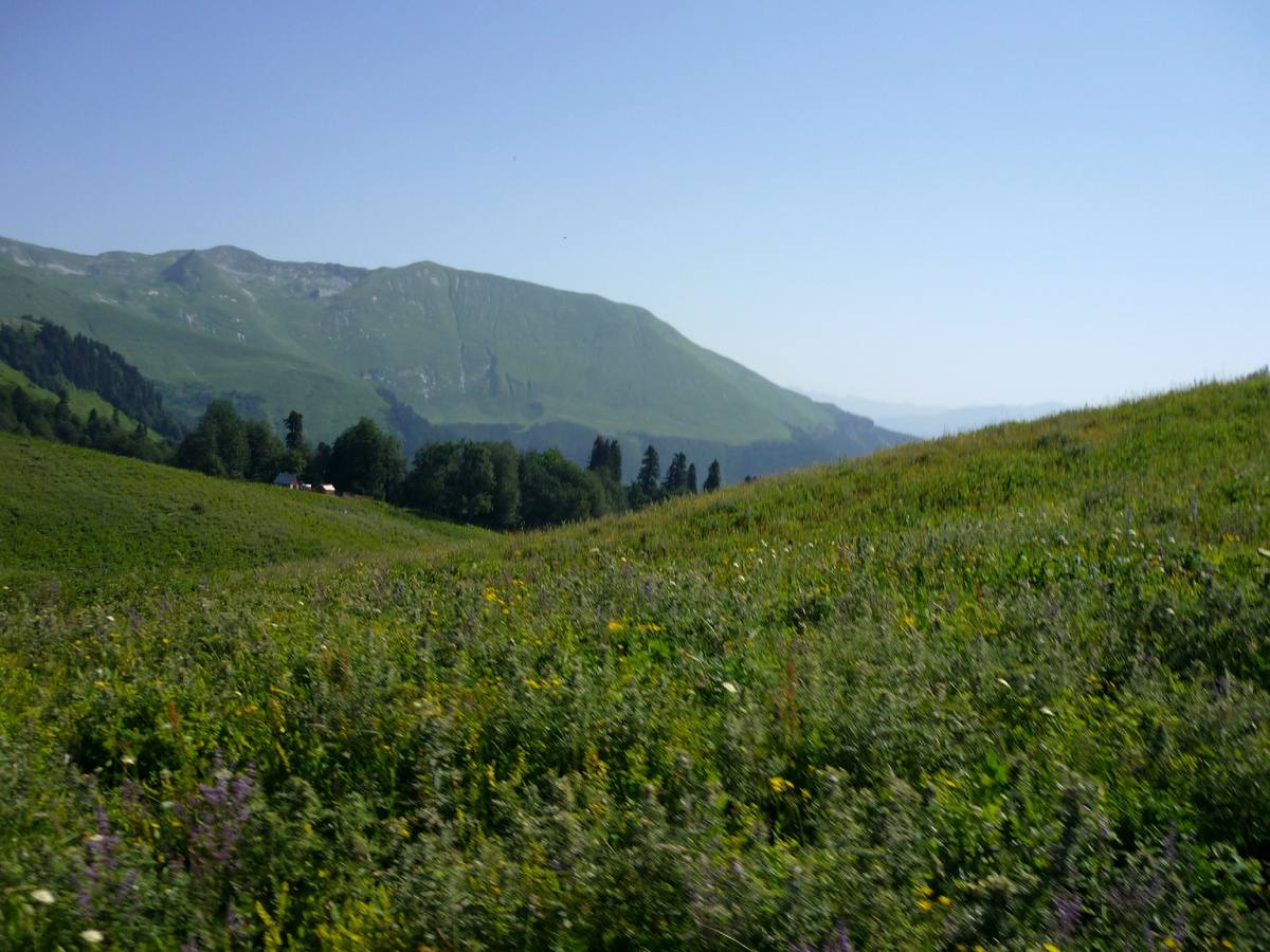 На альпийских лугах. Июль.