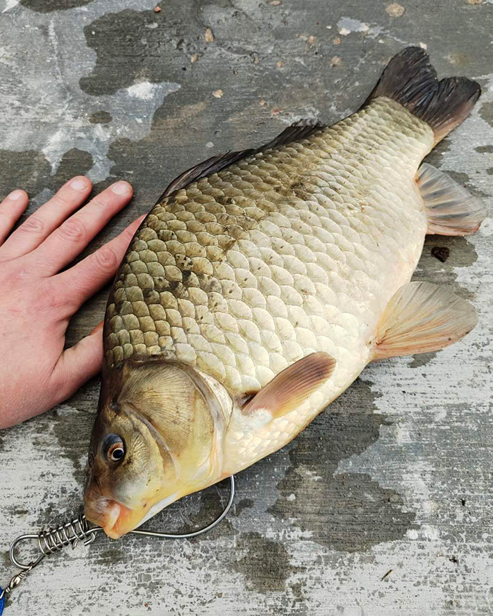    Красавец весом 2,065 кг.