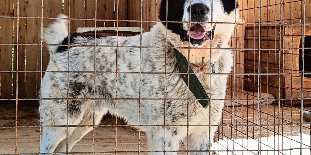 Пёс Мишка пережил боль и нашёл шанс на счастье