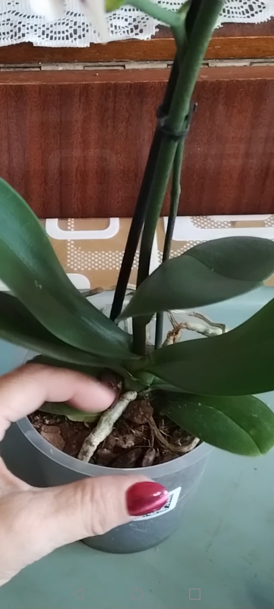 Оказалось что у неё цветонос из точки роста.