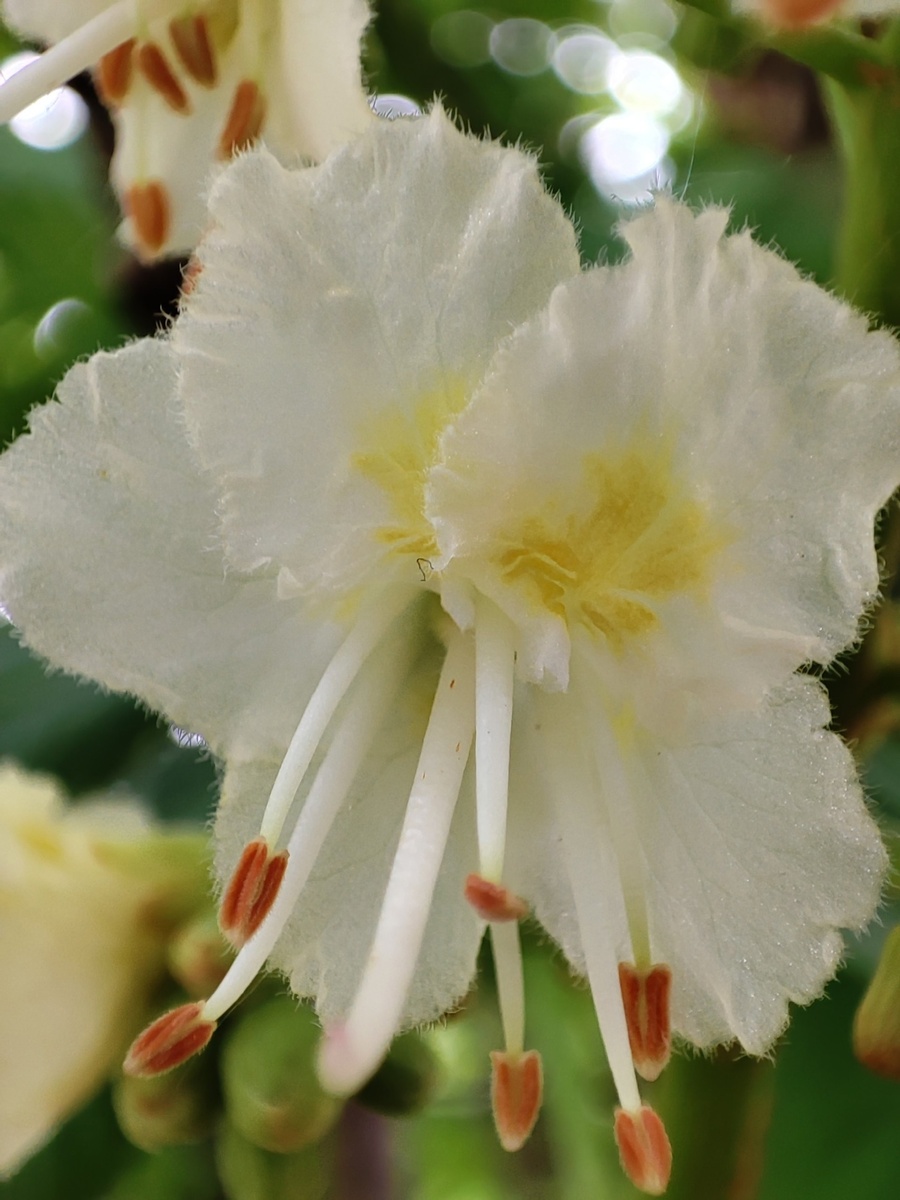 У нас во дворе еще цветет (фотография подруги)