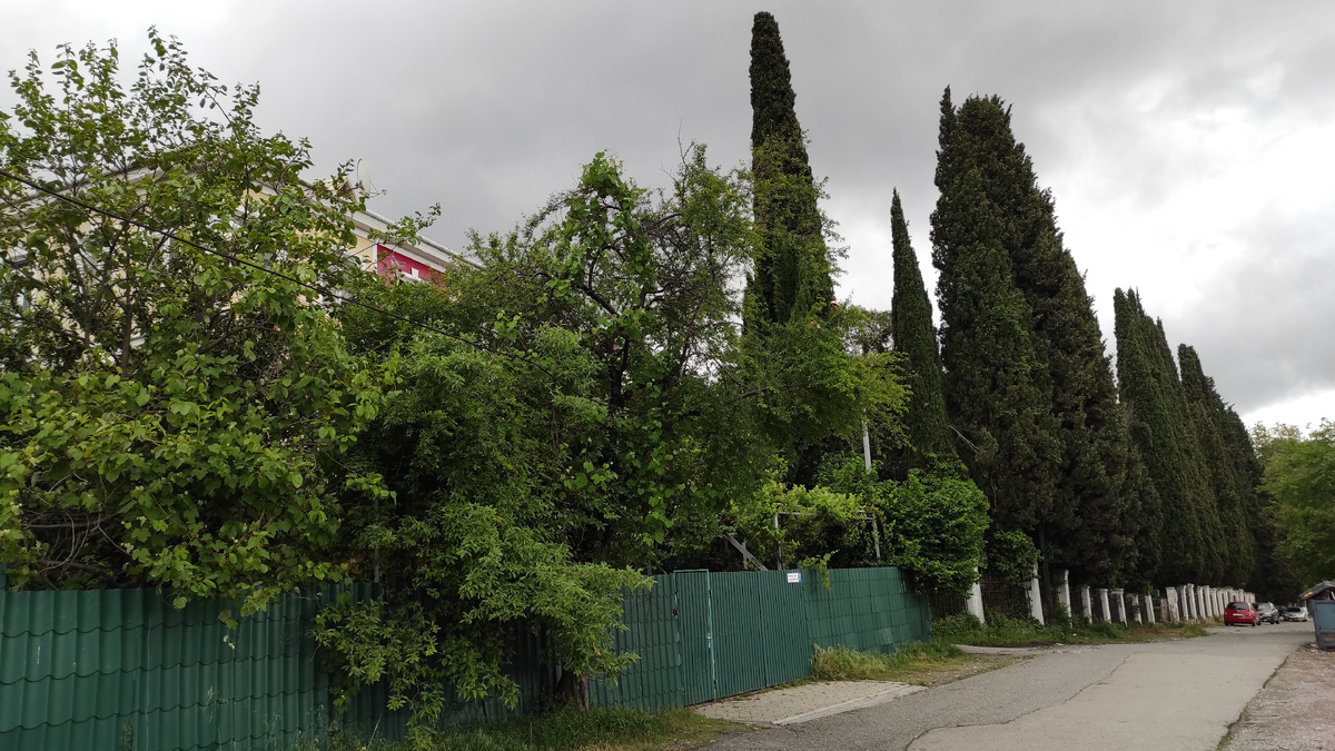 Городская природа Абхазии. Фото: Кирилл Полиенко/Polienko: путешествуем вдвоём