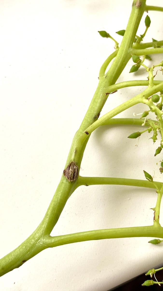 Фото подписчицы 