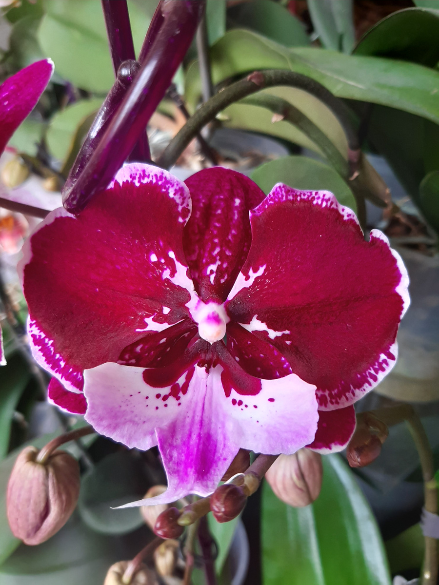 Обложка статьи. Фаленопсис Хот Кисс, архивное фото