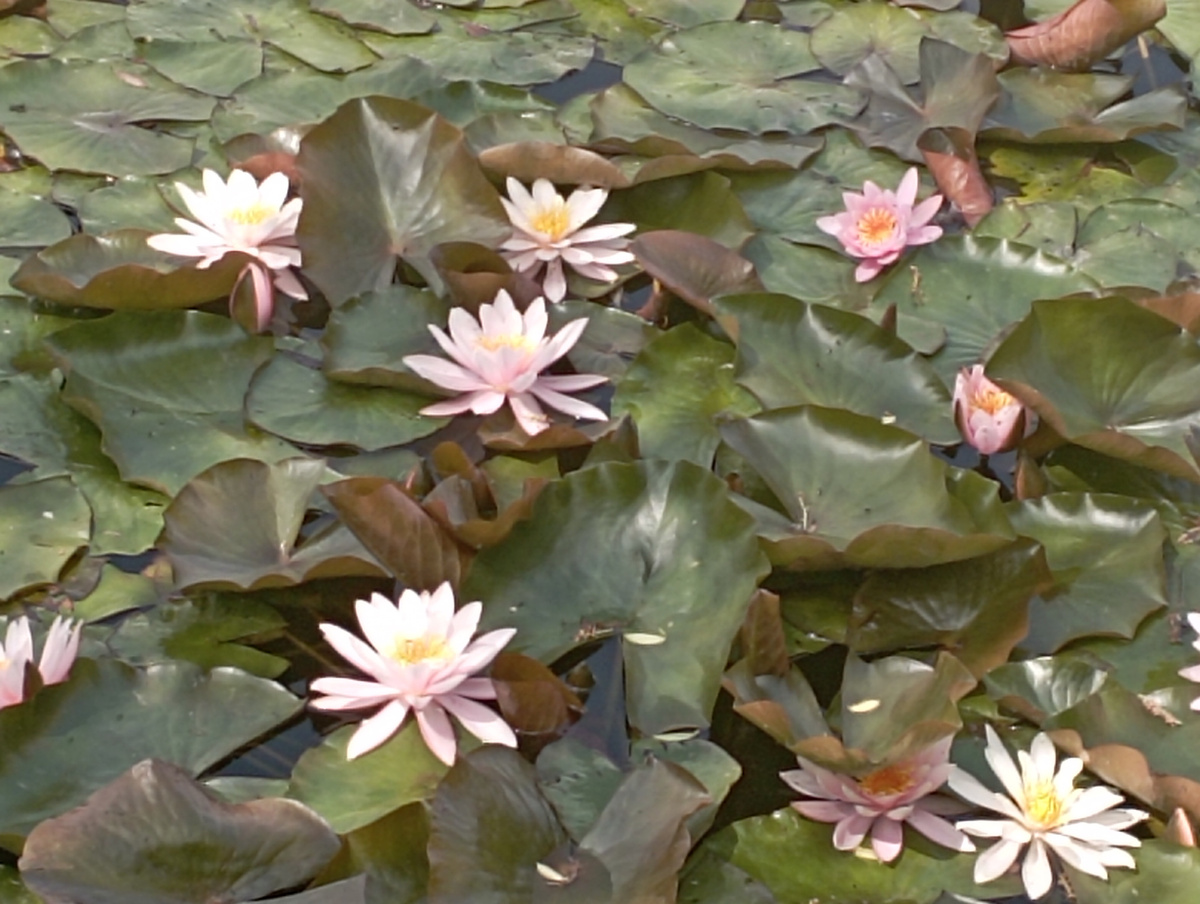 А у нас на озере опять красота. 