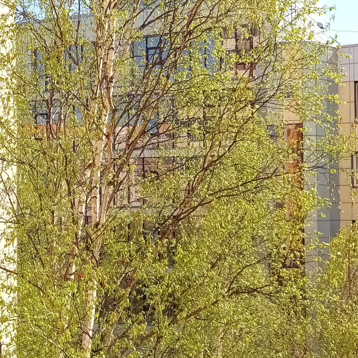 Фото автора. Сделаны в завершении мая 2025 г. (с помощью телефона ☺️ поскольку фотоаппарата с собой не было; надеюсь в скором времени удастся такую красоту сфотографировать и более детально ✨)