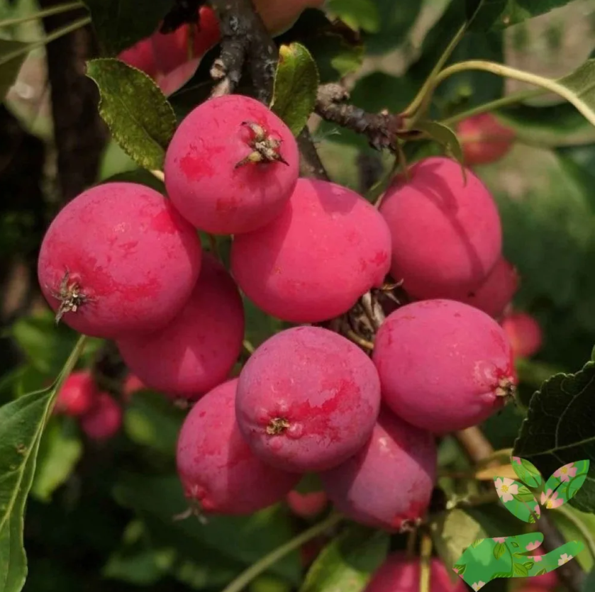 Ранетка сорта 'Долго'