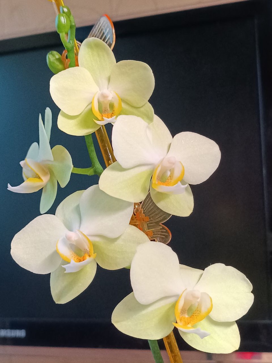 Обложка статьи.  Безымянный салатово-желтый восковичок, летнее цветение 2025. 