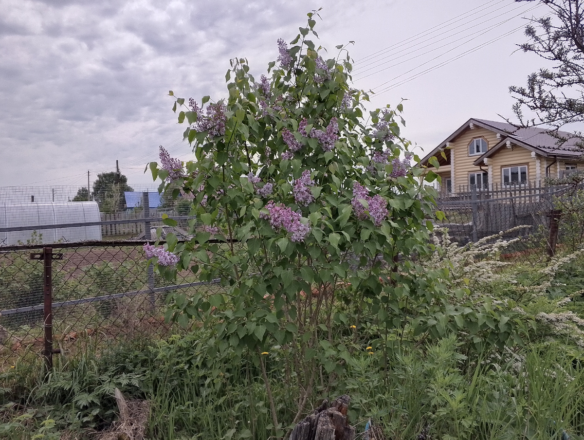 Сирень обычная в зади дома 🌺
