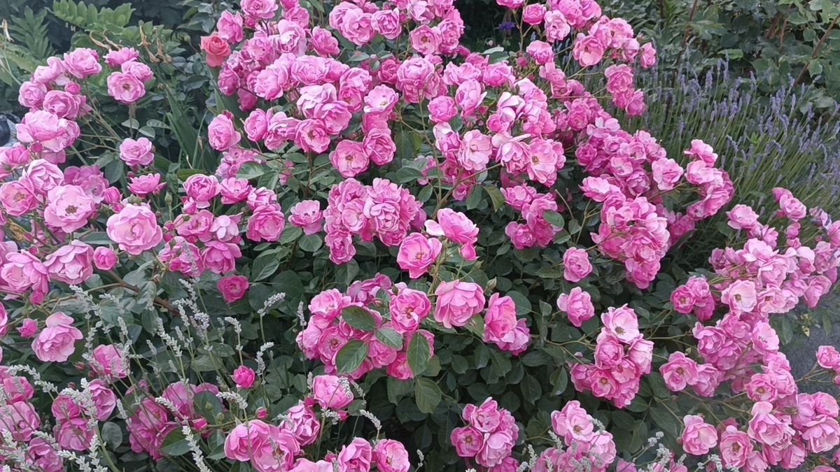 роза Ангела. Фото автора канала Мой Розовый мир.