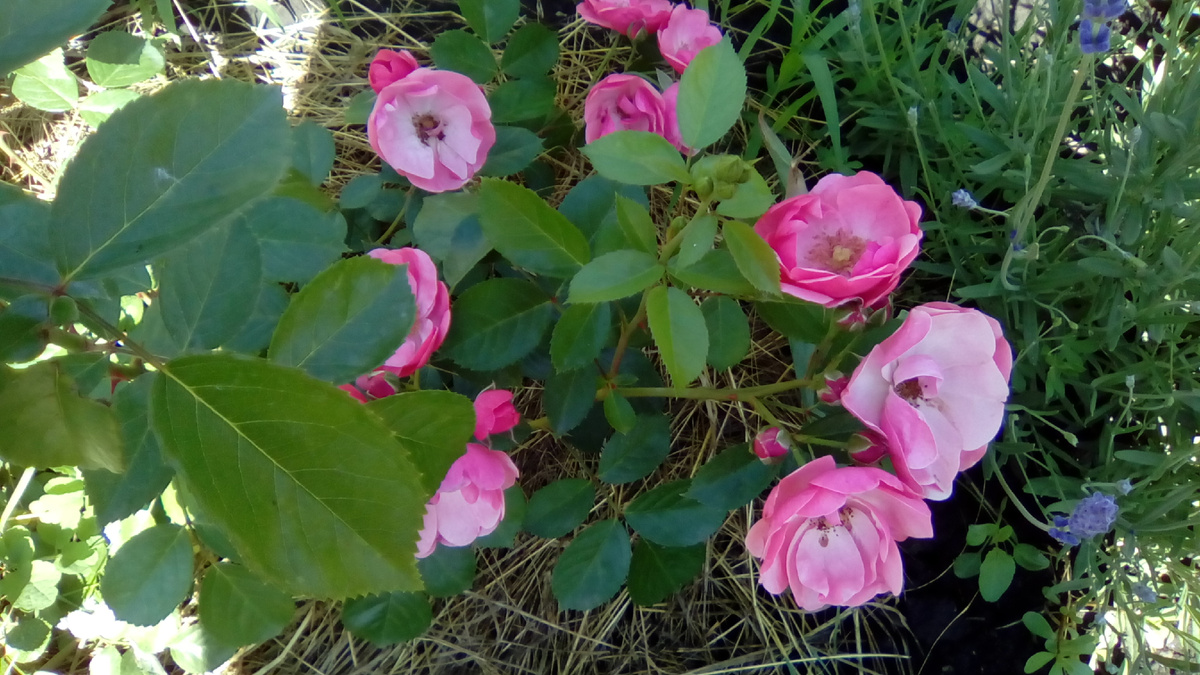 роза Ангела. Фото автора канала Мой Розовый мир