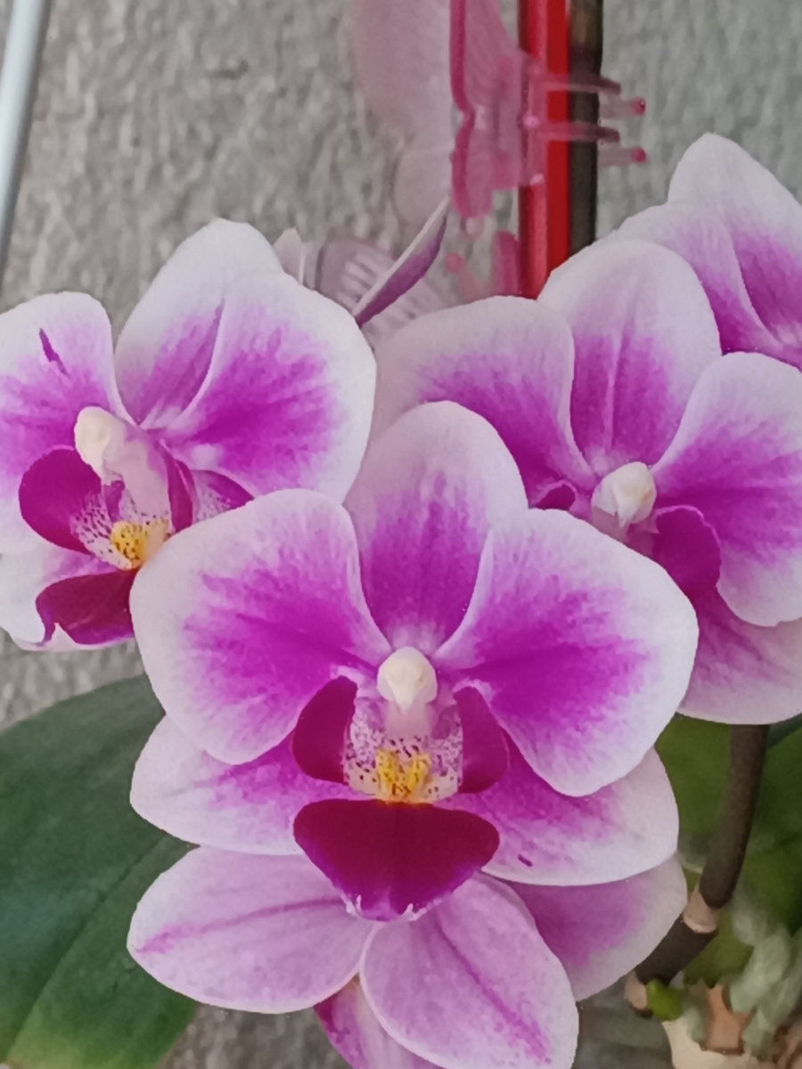 Обложка статьи. Безымянный фаленопсис мультифлора, цветение 2025